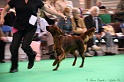 Crufts2011 098